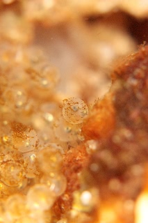 「オニカジカ」のサムネイル画像