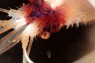 「オトヒメエビ(Banded boxer shrimp)」のサムネイル画像