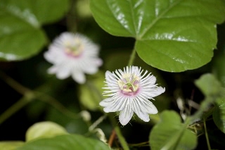 「トケイソウ」のサムネイル画像