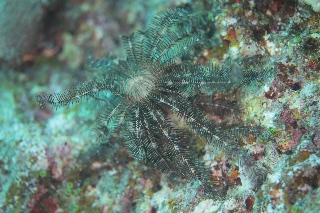 「リュウキュウウミシダ」のサムネイル画像