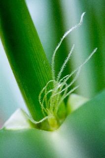 「レインボーコーン(虹色トウモロコシ,七色トウモロコシ,グラスジェムコーン,ジュエリーコーン)」のサムネイル画像