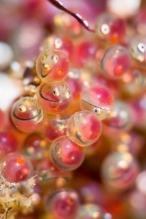 「クジメ」のサムネイル画像