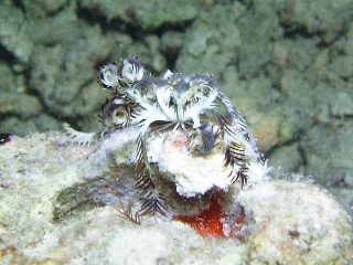「ウミシダの仲間(sea feather)」のサムネイル画像