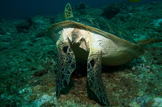 「アオウミガメ(Green turtle)」のサムネイル画像