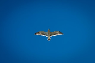 「セグロカモメ」のサムネイル画像