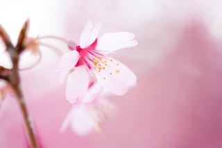 「オカメザクラ」のサムネイル画像