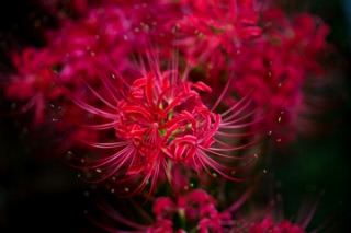 「ヒガンバナ」のサムネイル画像