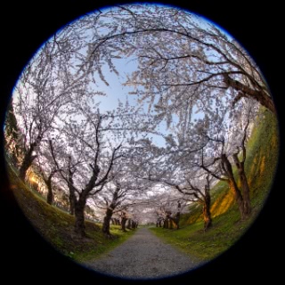 「ソメイヨシノ(染井吉野)」のサムネイル画像