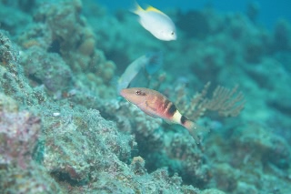 「オジサン」のサムネイル画像