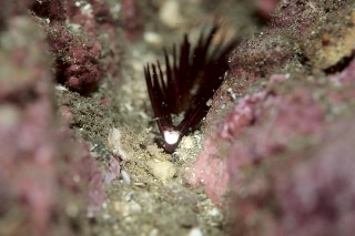 「ミノウミウシっぽいウミシダ…の欠片」のサムネイル画像