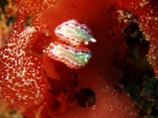 「セトイロウミウシ」のサムネイル画像