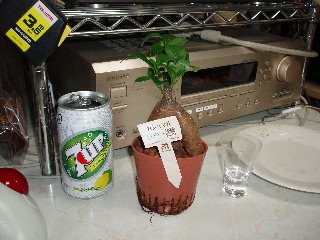 「ガジュマル」のサムネイル画像