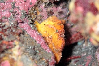 「イザリウオの仲間」のサムネイル画像