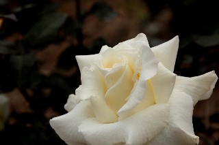 「マダムサチ」のサムネイル画像