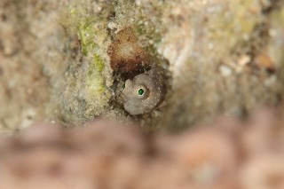 「segment blenny(セグメントブレニー)」のサムネイル画像