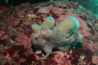 「オオモンイザリウオ(Giant frogfish,オオモンカエルアンコウ)」のサムネイル画像