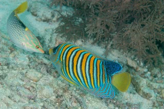 「ニシキヤッコ(Regal Angelfish)」のサムネイル画像