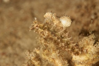 「ハタタテギンポ(Highfin fangblenny)」のサムネイル画像