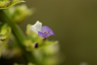 「コリウス」のサムネイル画像