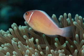 「ハナビラクマノミ(Pink Anemonefish)」のサムネイル画像