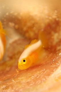 「ナカモトイロワケハゼ」のサムネイル画像