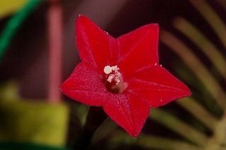 「ルコウソウ(サイプレスバイン,縷紅草)」のサムネイル画像