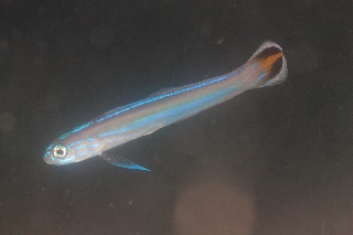 「スミレハナハゼ(Faldtail dart-goby,Flagtail dartfish,フラッグテールダートゴビー)」のサムネイル画像