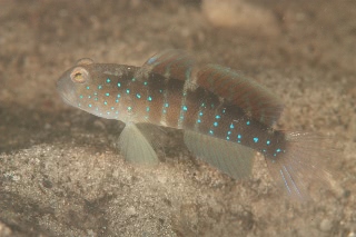 「ホシゾラハゼ」のサムネイル画像