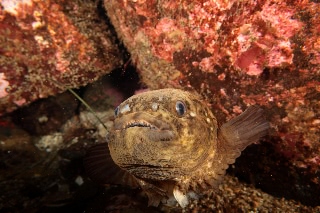 「ホテイウオ(ゴッコ)」のサムネイル画像