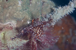 「ニシキフウライウオ(Ghost pipe fish)」のサムネイル画像