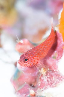 「オオメハゼ」のサムネイル画像