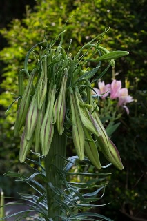 「タカサゴユリ」のサムネイル画像