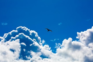 「セグロカモメ」のサムネイル画像