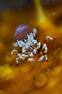 「ヨコシマエビ」のサムネイル画像