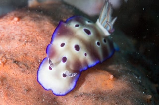 「ヒョウモンウミウシ」のサムネイル画像