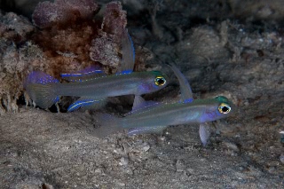 「モエギハゼ」のサムネイル画像