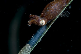 「ヒメイカ」のサムネイル画像