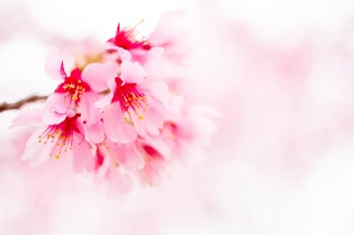 「オカメザクラ」のサムネイル画像