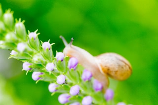 「カタツムリ」のサムネイル画像