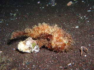「イザリウオ(カエルアンコウ)」のサムネイル画像