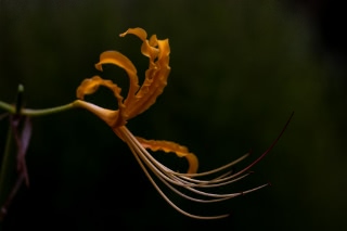 「オーレア(ショウキズイセン)」のサムネイル画像