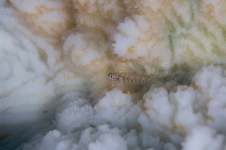 「無題」のサムネイル画像