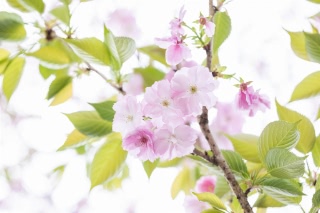 「ヤエザクラ」のサムネイル画像