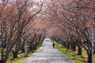 「ヤエザクラ」のサムネイル画像