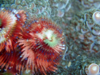 「カンザシ」のサムネイル画像