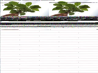 「パキラ」のサムネイル画像