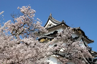 「ソメイヨシノ(染井吉野)」のサムネイル画像