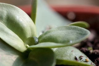 「トルコキキョウ」のサムネイル画像