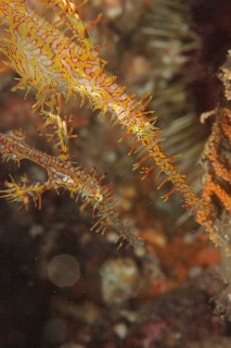 「ニシキフウライウオ(Ghost pipe fish)」のサムネイル画像