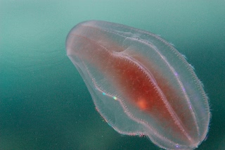 「ウリクラゲ」のサムネイル画像